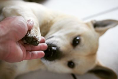 Close-up of hand holding dog