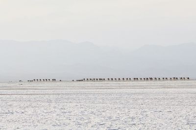 View of camels on land against sky