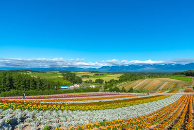 Scenic view of agricultural field against blue sky