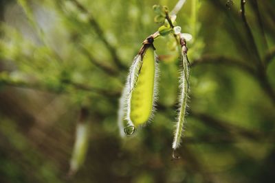 Close-up of plant