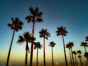 Low angle view of coconut palm trees against clear sky