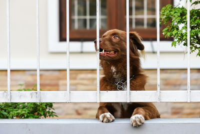 Dog looking away at fence wall