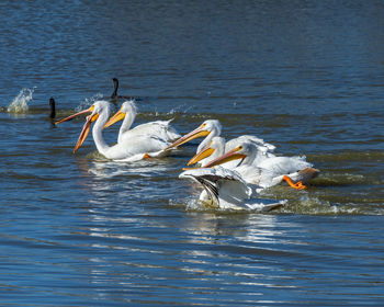 Swans in a lake