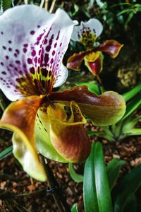 Close-up of flower