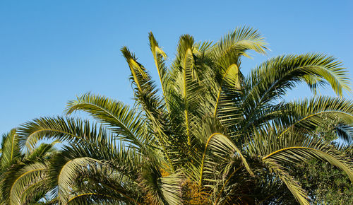 Palm with blue sky in the background