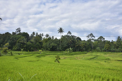 Scenic view of farm against sky