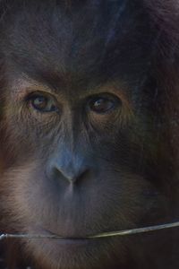 Close-up portrait of a monkey