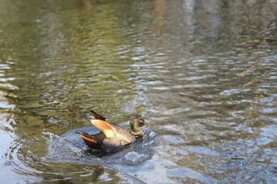 Duck swimming in a lake