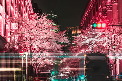 Pink cherry blossoms in city at night