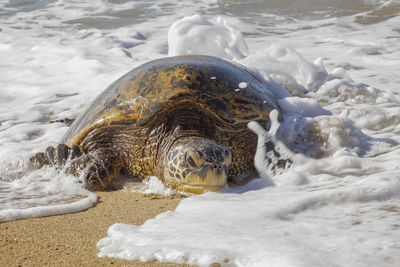 View of turtle on beach