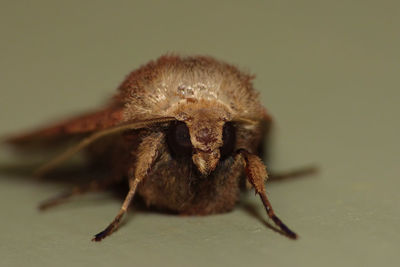 Close-up of spider on web