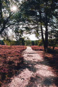 Dirt road amidst trees in forest against sky