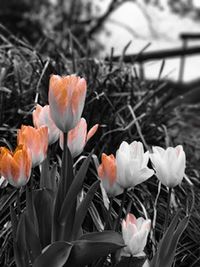 Close-up of orange crocus