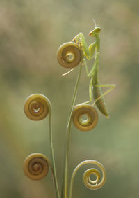 Hierodula venosa spesies mantis from borneo forest