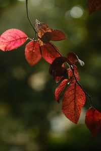 Close-up of butterfly pollinating on red leaves