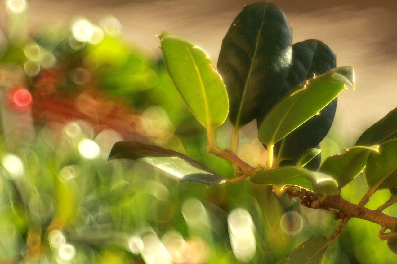 CLOSE-UP OF GREEN PLANT