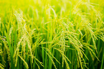 Close-up of wheat field