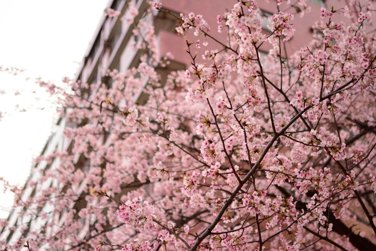 flower, low angle view, branch, freshness, tree, cherry blossom, pink color, blossom, fragility, growth, built structure, architecture, cherry tree, building exterior, beauty in nature, springtime, nature, in bloom, blooming, clear sky