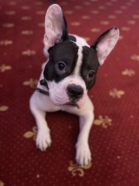High angle view of portrait of dog