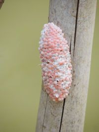 Close-up of ice cream on wood