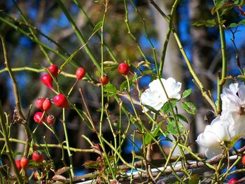 Close-up of berries growing on tree