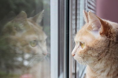 Close-up of a cat looking away