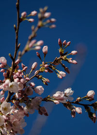 Close-up of cherry blossom against blue sky