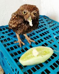 High angle view of bird in plate