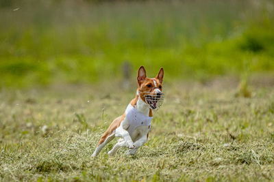 Basenji dog in white shirt running and chasing lure in the field on coursing competition