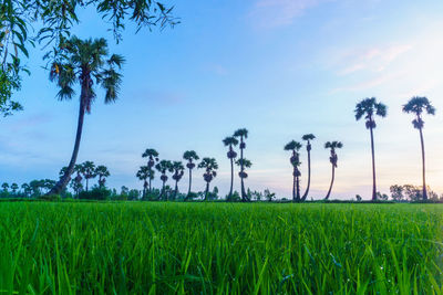 Crops growing on field against sky