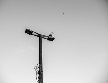 Low angle view of bird perching on street light against sky