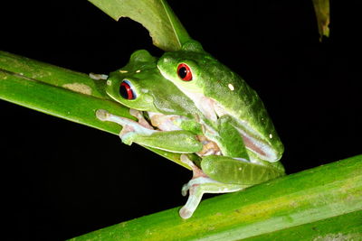 Close-up of frogs on leaf