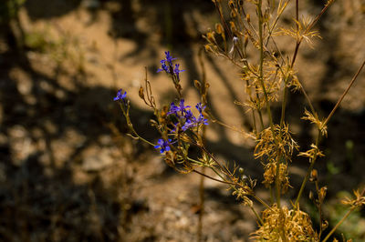 Close-up of wilted plant on field