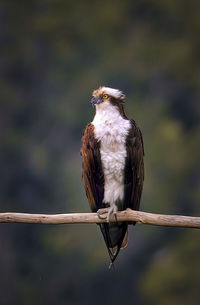 Bird perching on a branch