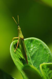 Close-up of insect on leaf