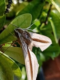 Close-up of butterfly on leaves