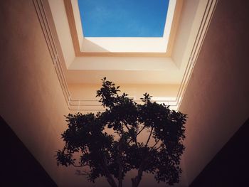 Low angle view of tree against sky at sunset