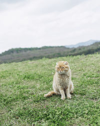 Cat in a field