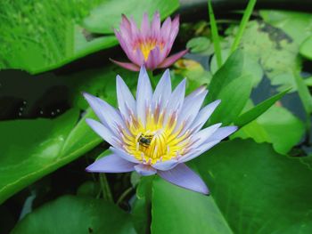 Close-up of bee pollinating on water lily
