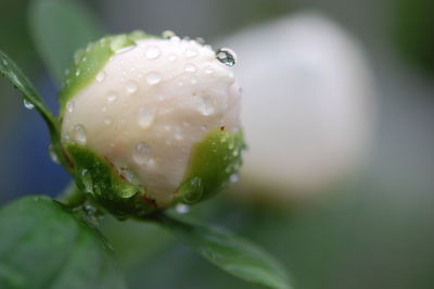 Close-up of wet flower