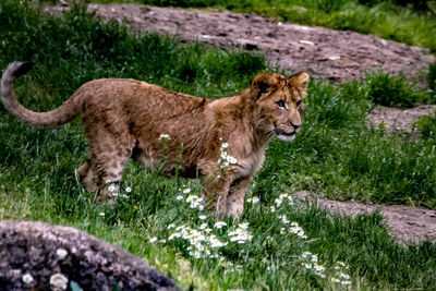 Side view of a cat on field