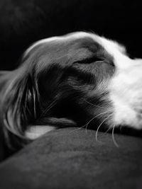 Close-up of dog lying on bed