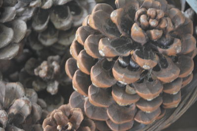 conifer cone