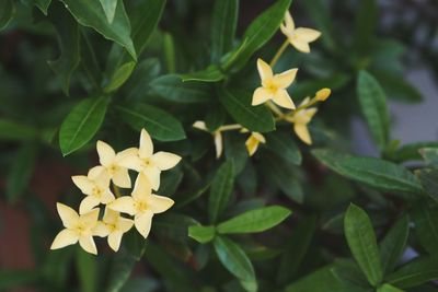 Close-up of yellow flowering plant