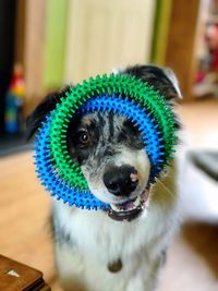 Close-up portrait of dog