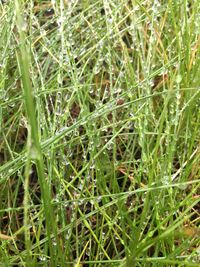 Full frame shot of grass