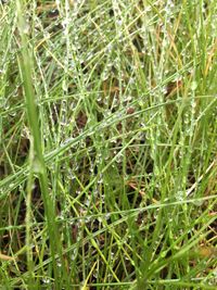 Full frame shot of grass