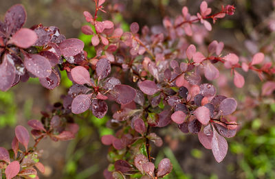 Close-up of pink cherry blossoms