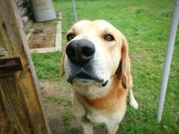 Close-up portrait of dog