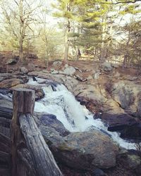 Stream flowing through forest